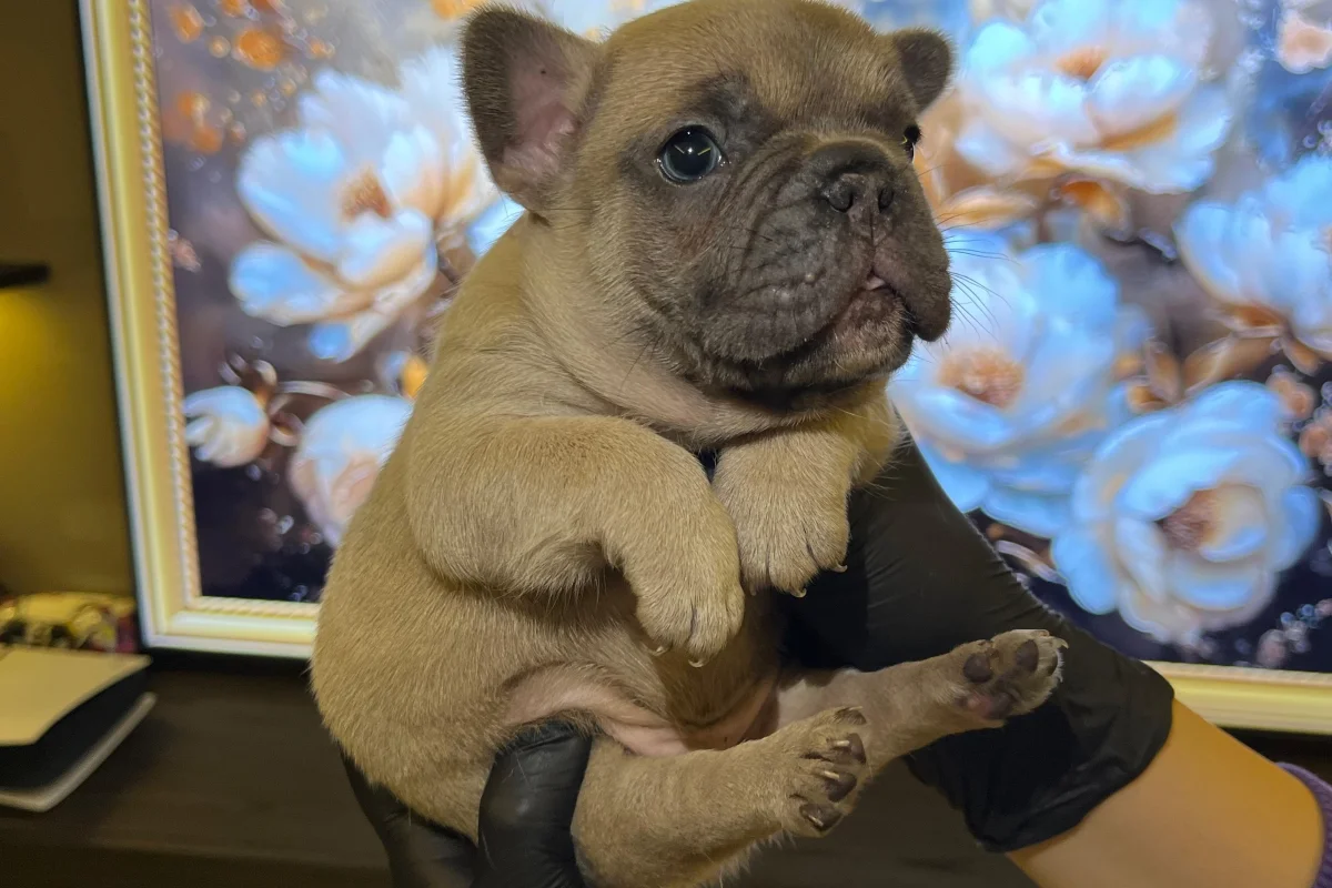 EGZOTİK FRENCH BULLDOG YAVRULARIM HARİKA RENKLER VE ANATOMİLER 3