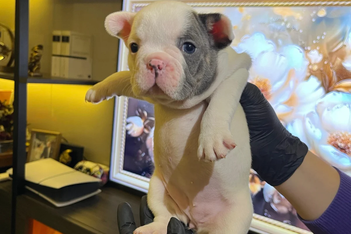 EGZOTİK FRENCH BULLDOG YAVRULARIM HARİKA RENKLER VE ANATOMİLER 6