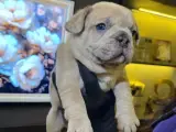 EGZOTİK FRENCH BULLDOG YAVRULARIM HARİKA RENKLER VE ANATOMİLER