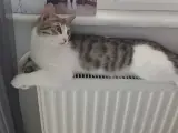 Yakışıklı tekir oğlum