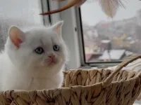 Evden 100% safkan yavru Süt Beyaz Mavi Göz British Shorthair