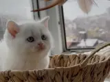 Evden 100% safkan yavru Süt Beyaz Mavi Göz British Shorthair