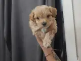 2 aylık maltiboo yavru