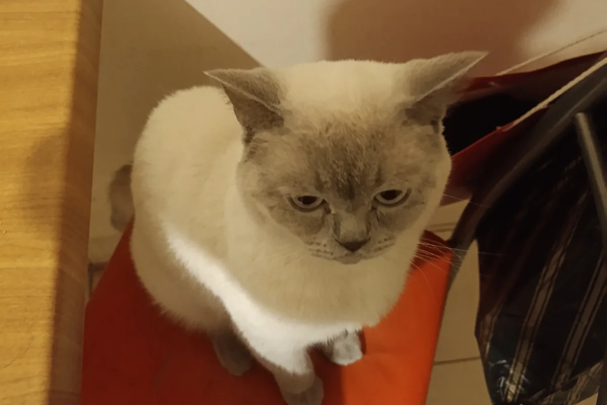 1 yaşında safkan British shorthair erkek 3
