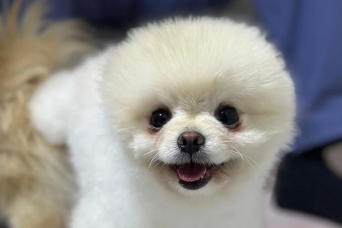 Teslime hazır pomeranian yavrular 7