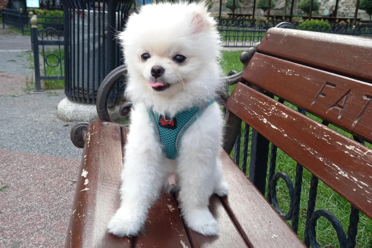 Teslime hazır pomeranian yavrular 9