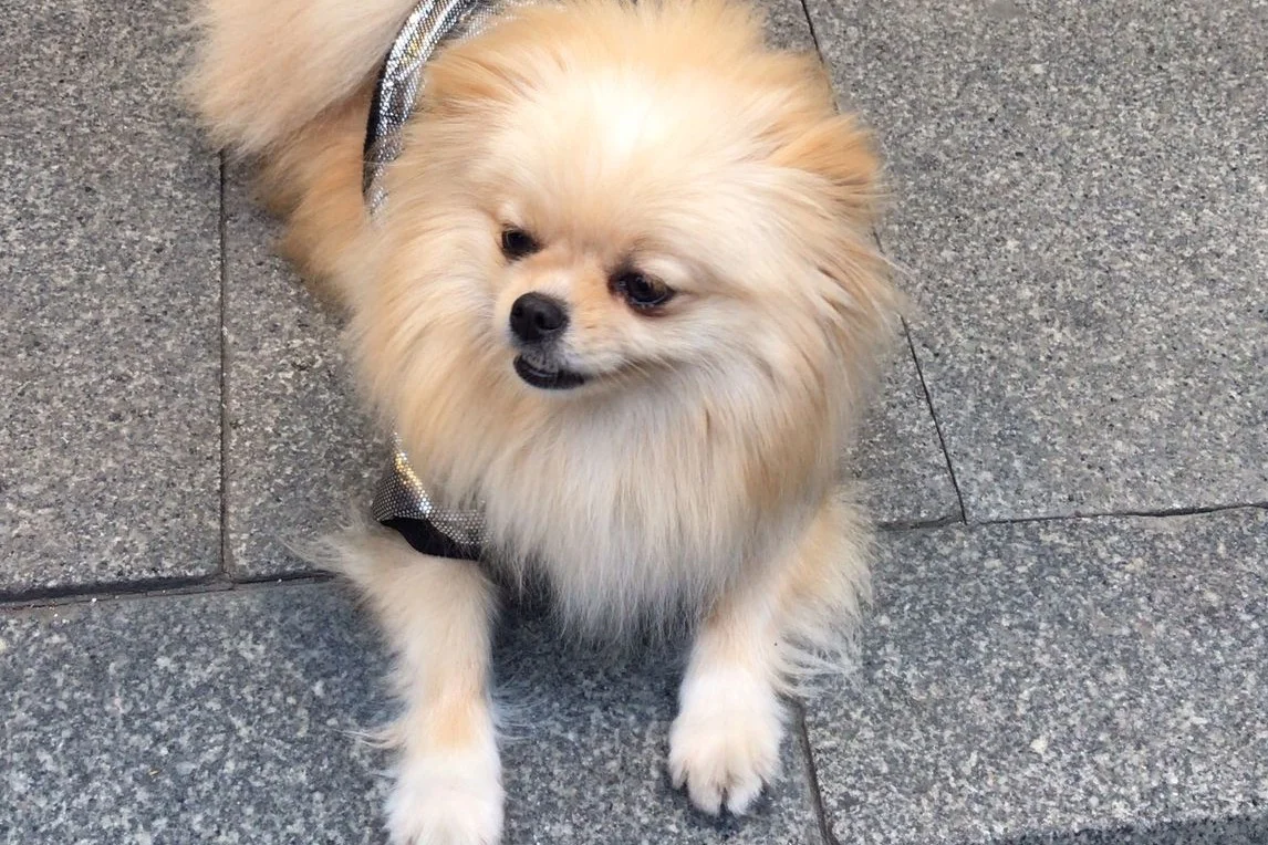 Teslime hazır pomeranian yavrular 5