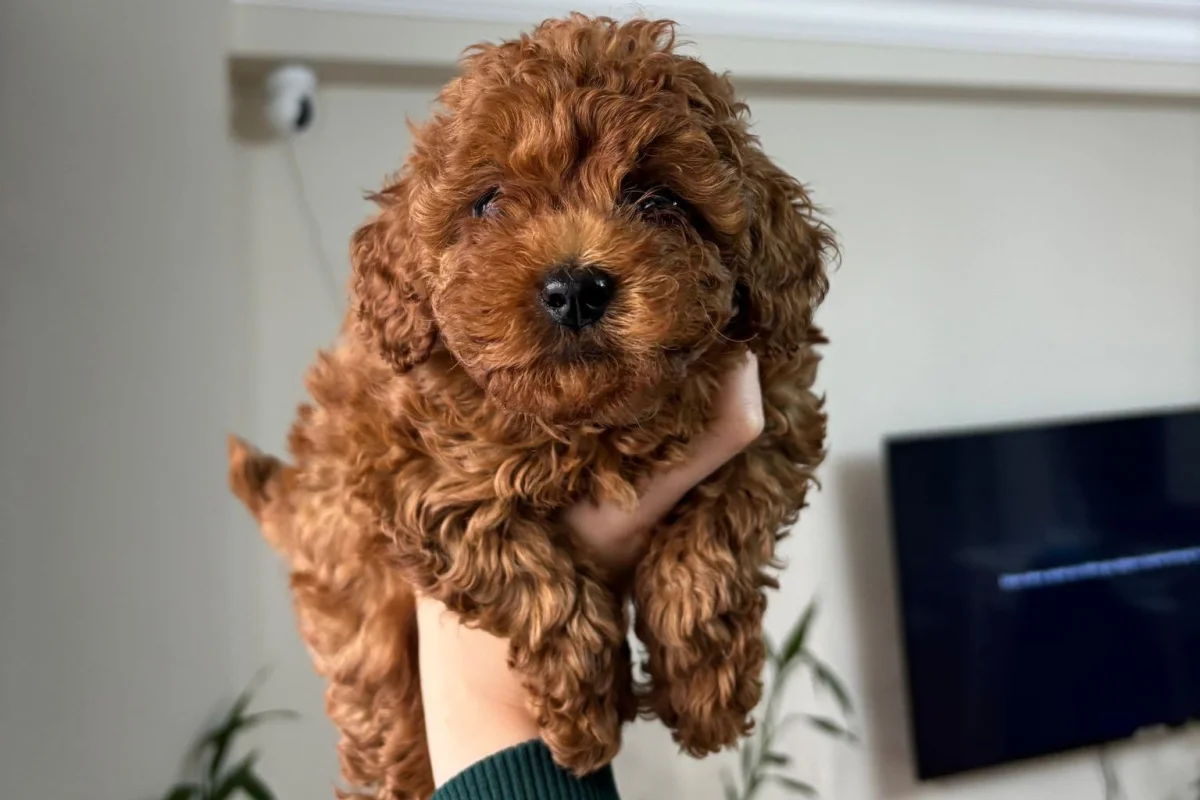 2 aylık poodle 3