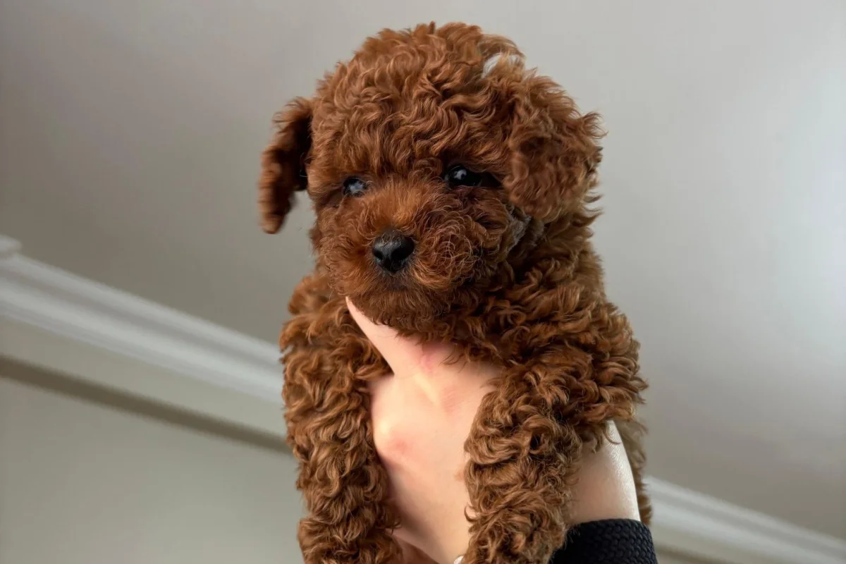 2 aylık poodle 2