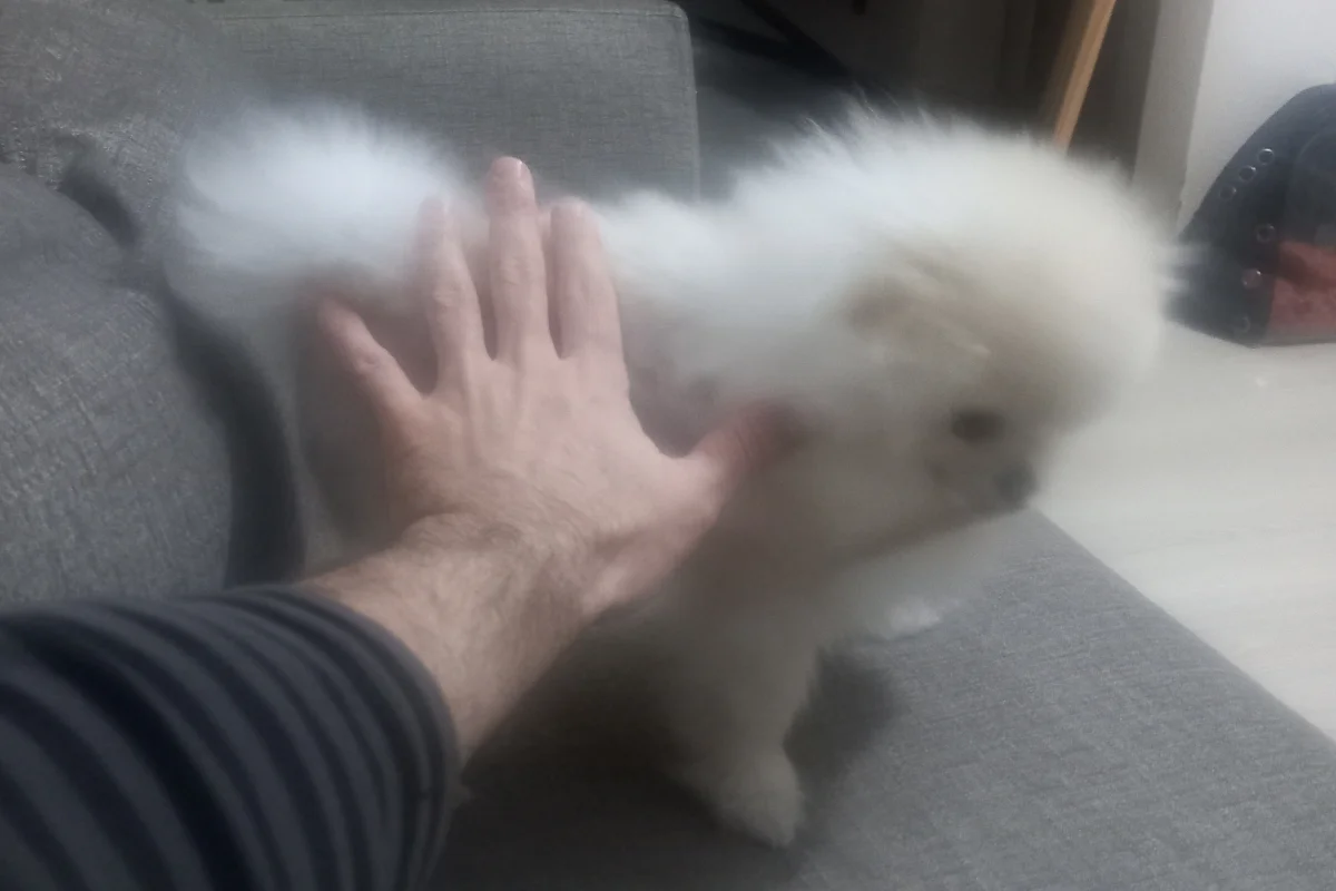 Kredi Kartına Taksitle Kore Kan Pomeranian Boo Yavrusu 6
