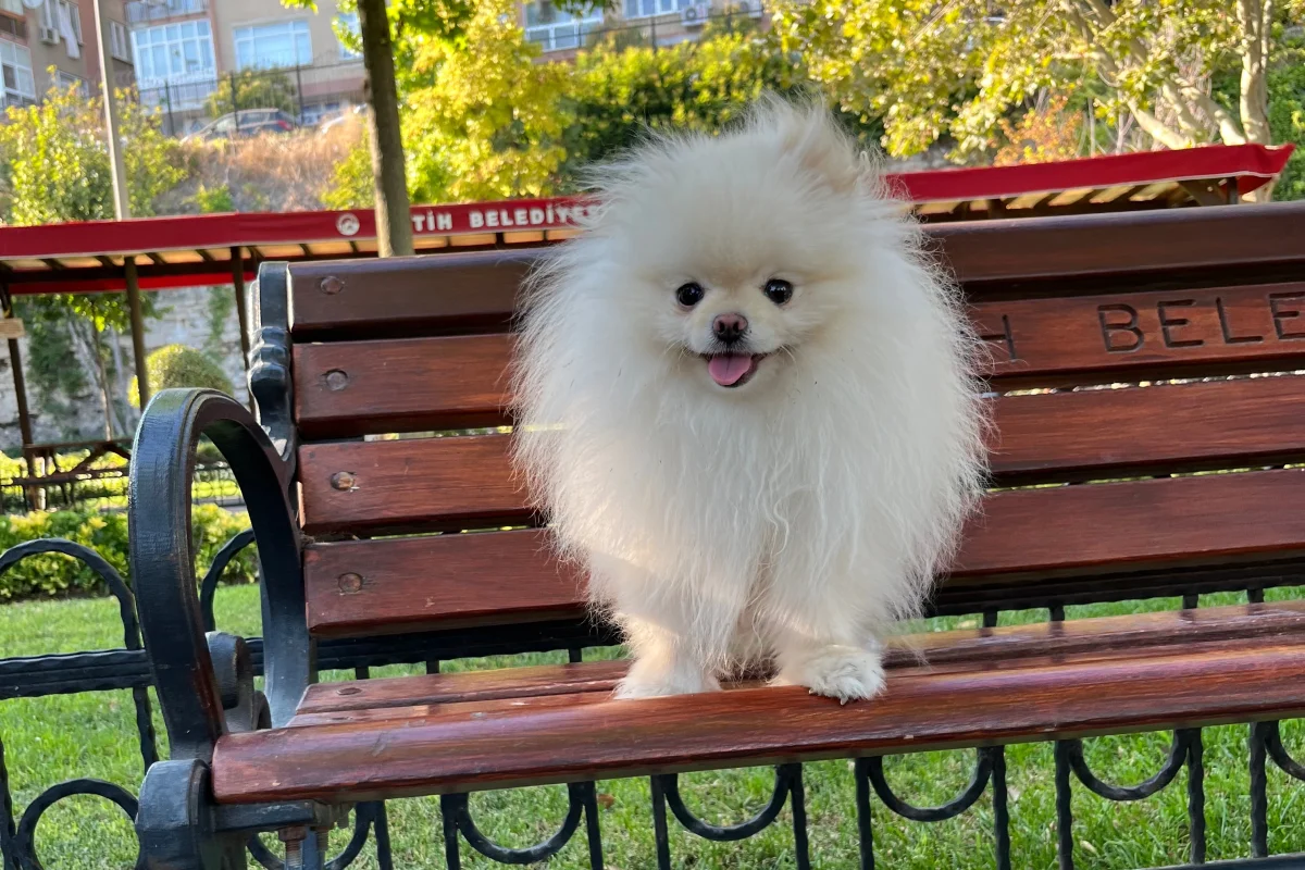 Kredi Kartına Taksitle Kore Kan Pomeranian Boo Yavrusu 5