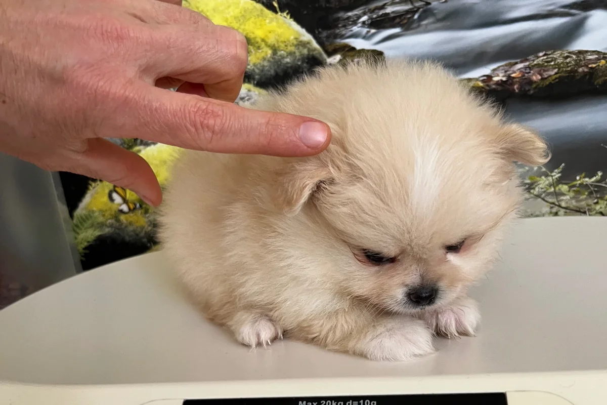 Kredi Kartına Taksitle Kore Kan Pomeranian Boo Yavrusu 2