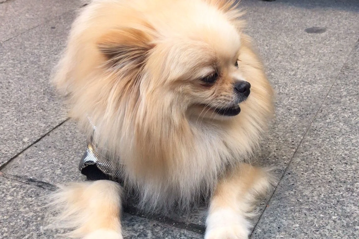 Teslime hazır pomeranian yavrular 6