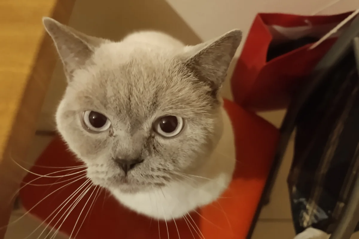 1 yaşında safkan British shorthair erkek 2