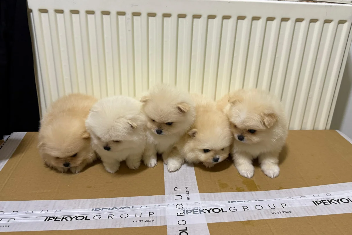 Teslime hazır pomeranian yavrular 2