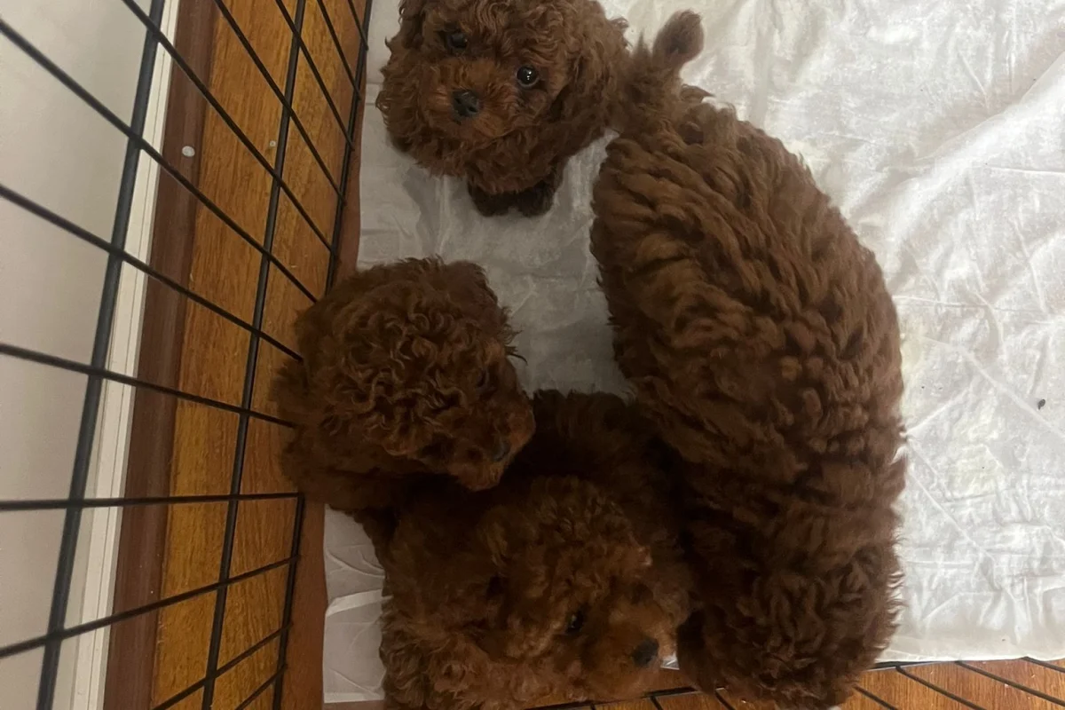 2 aylık poodle 4
