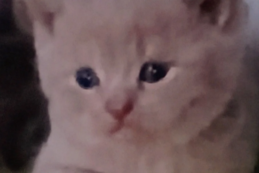 3 Şirin kardeşler 3