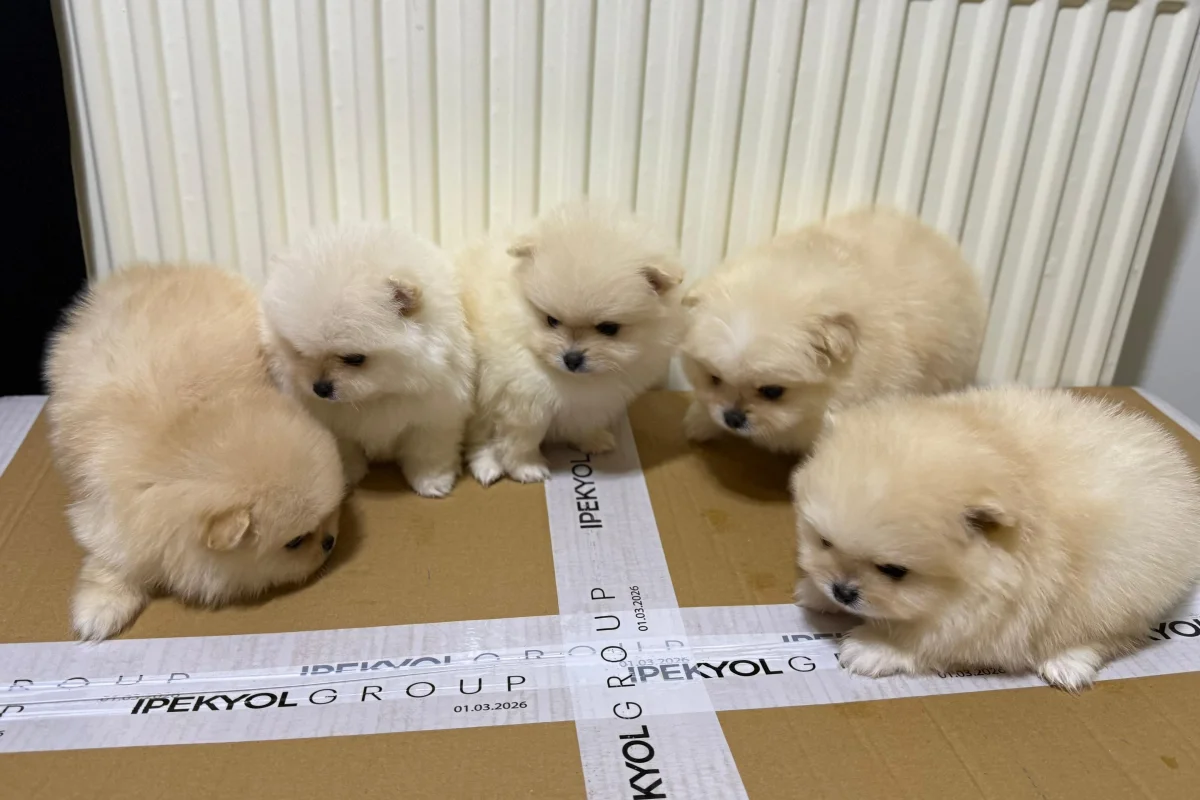 Teslime hazır pomeranian yavrular 4