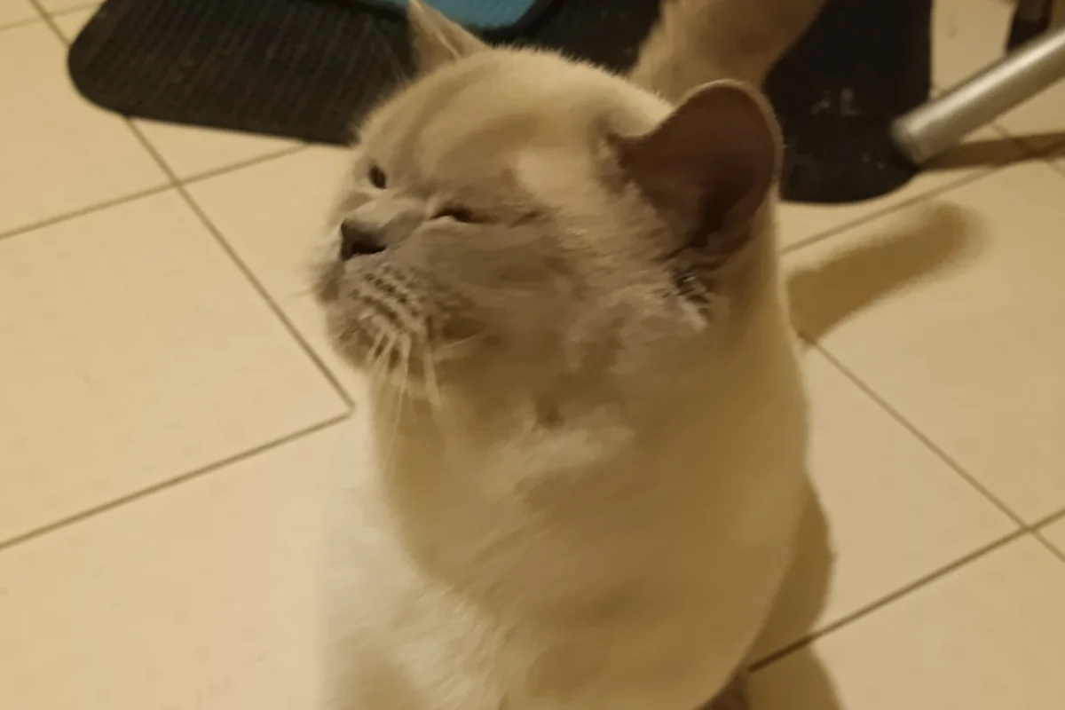1 yaşında safkan British shorthair erkek 1