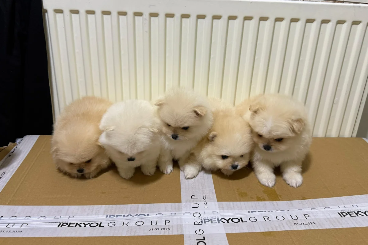 Teslime hazır pomeranian yavrular 3