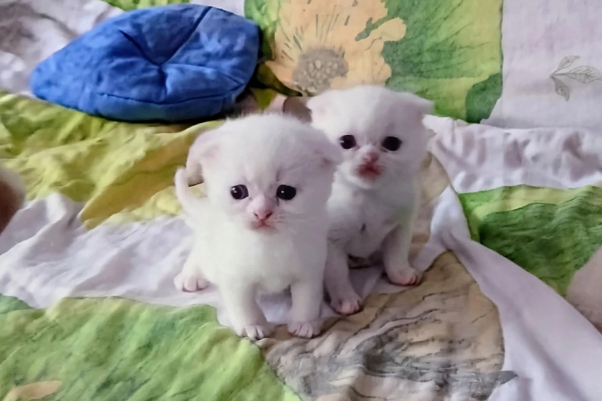 3 Şirin kardeşler 7