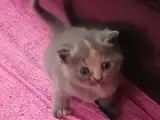 3 Şirin kardeşler