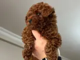 2 aylık poodle