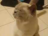 1 yaşında safkan British shorthair erkek