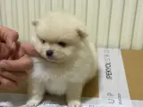 Teslime hazır pomeranian  yavrular