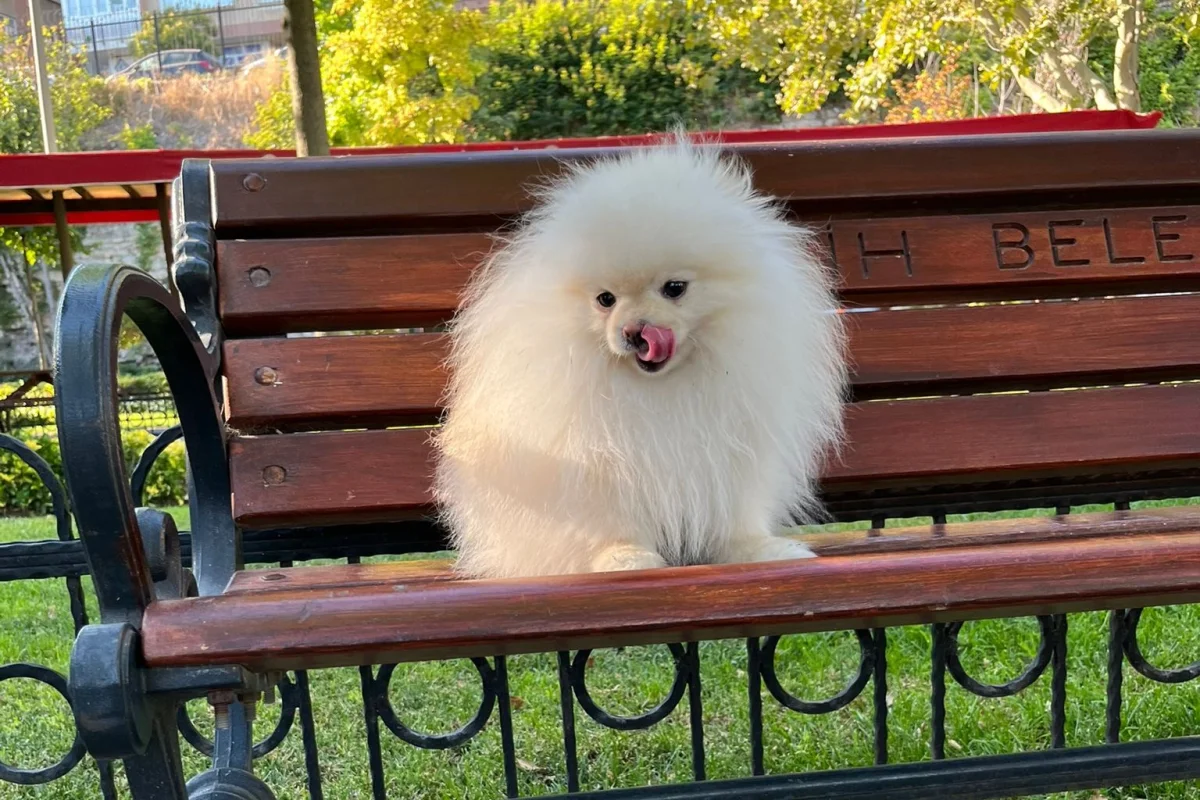 Teslime hazır pomeranian yavrular 8