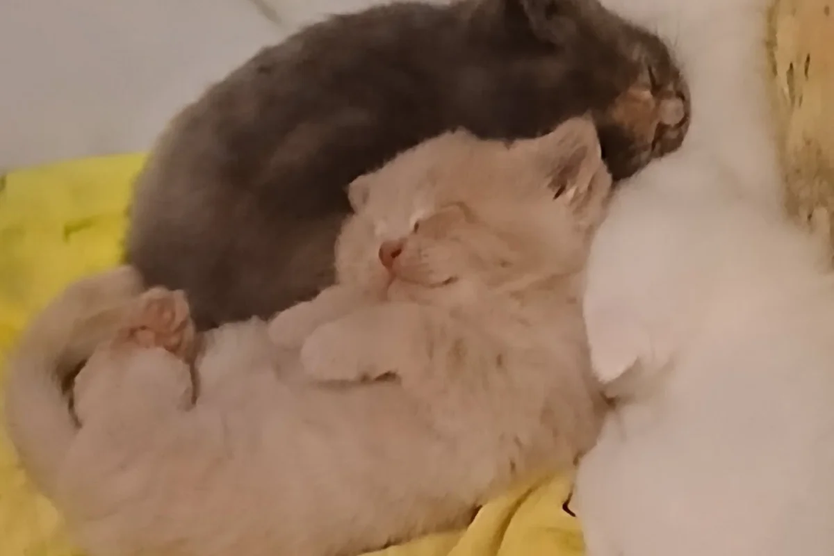 3 Şirin kardeşler 4