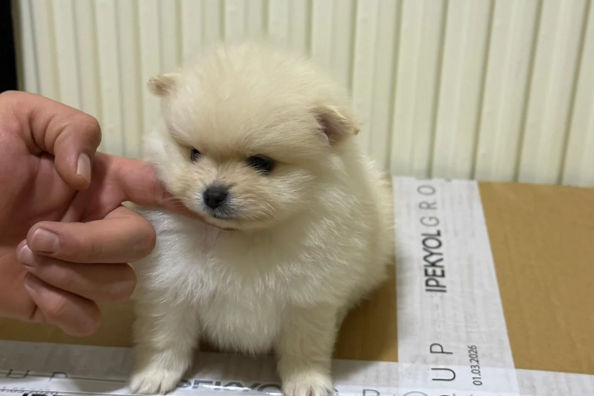 Teslime hazır pomeranian yavrular 1