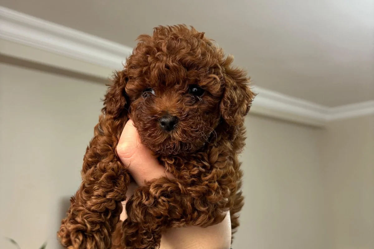 2 aylık poodle 5