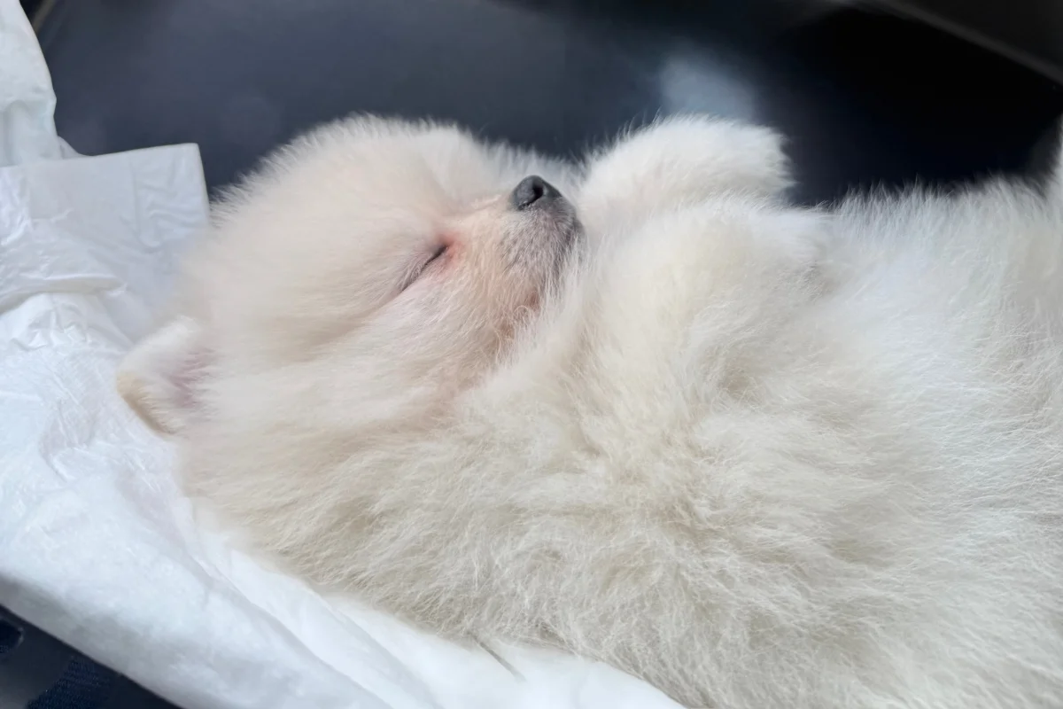 2 aylık pomeranian boo 7