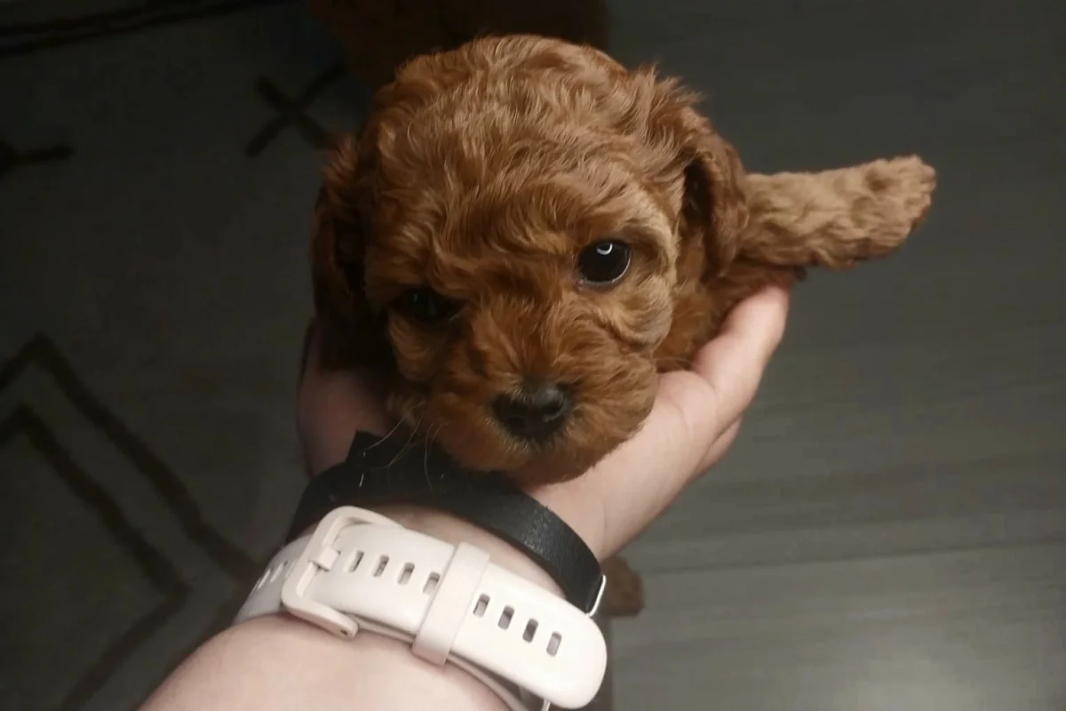 2 Aylık Micro Toy Poodle Safkan 3