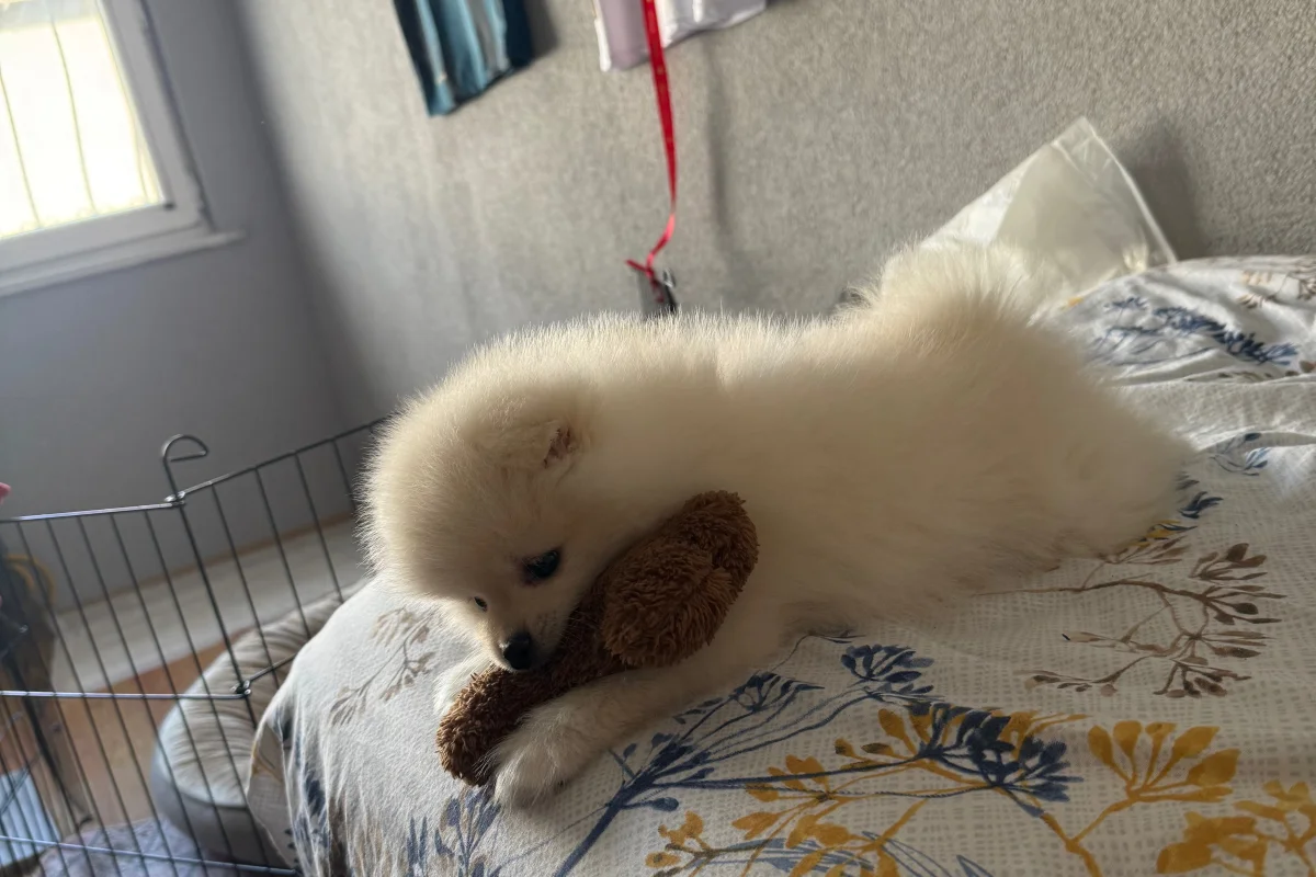 2 aylık pomeranian boo 2