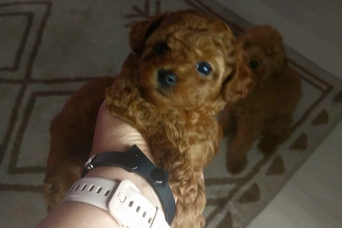 2 Aylık Micro Toy Poodle Safkan 2