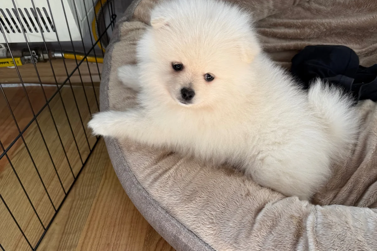 2 aylık pomeranian boo 6