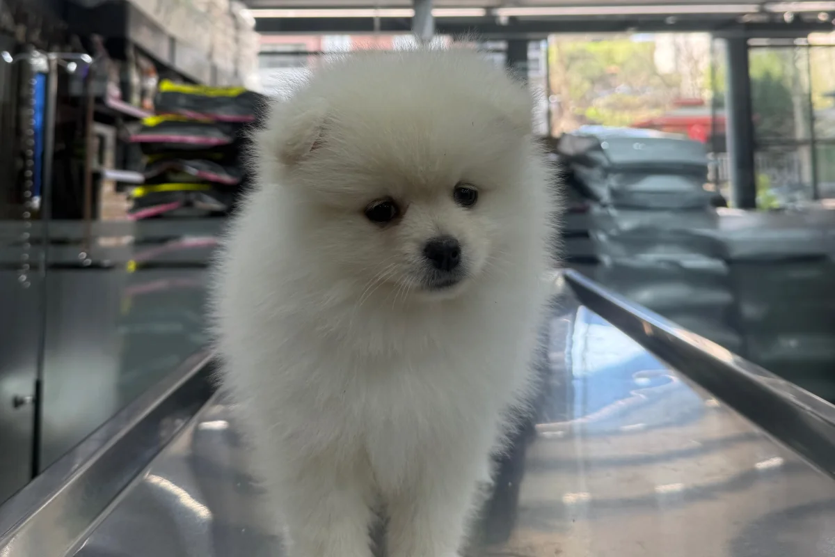 2 aylık pomeranian boo 5