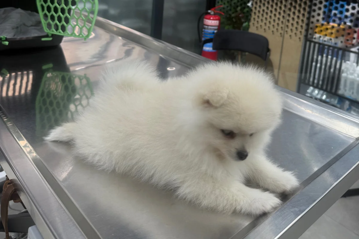 2 aylık pomeranian boo 3