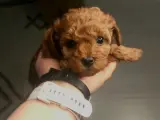 2 Aylık Micro Toy Poodle Safkan