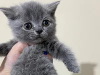 2 Aylık Scottish Fold Lilac 