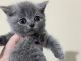 2 Aylık Scottish Fold Lilac 