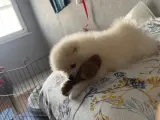 2 aylık pomeranian boo