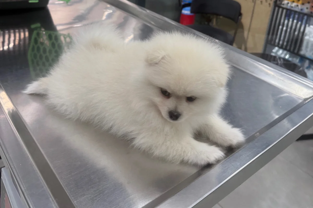 2 aylık pomeranian boo 4