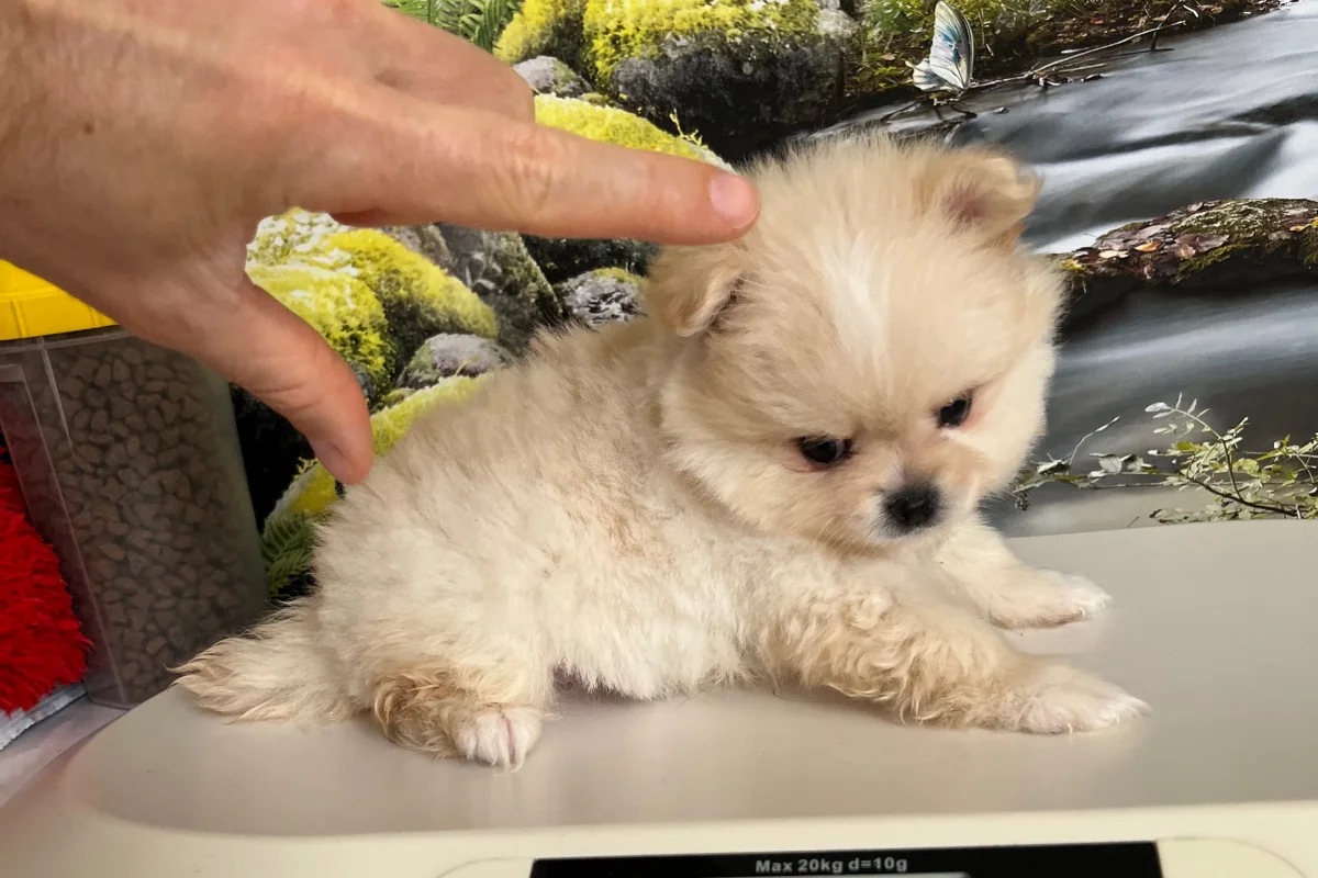 Kredi Kartına Taksitle Kore Kan Pomeranian Boo Yavrusu 4