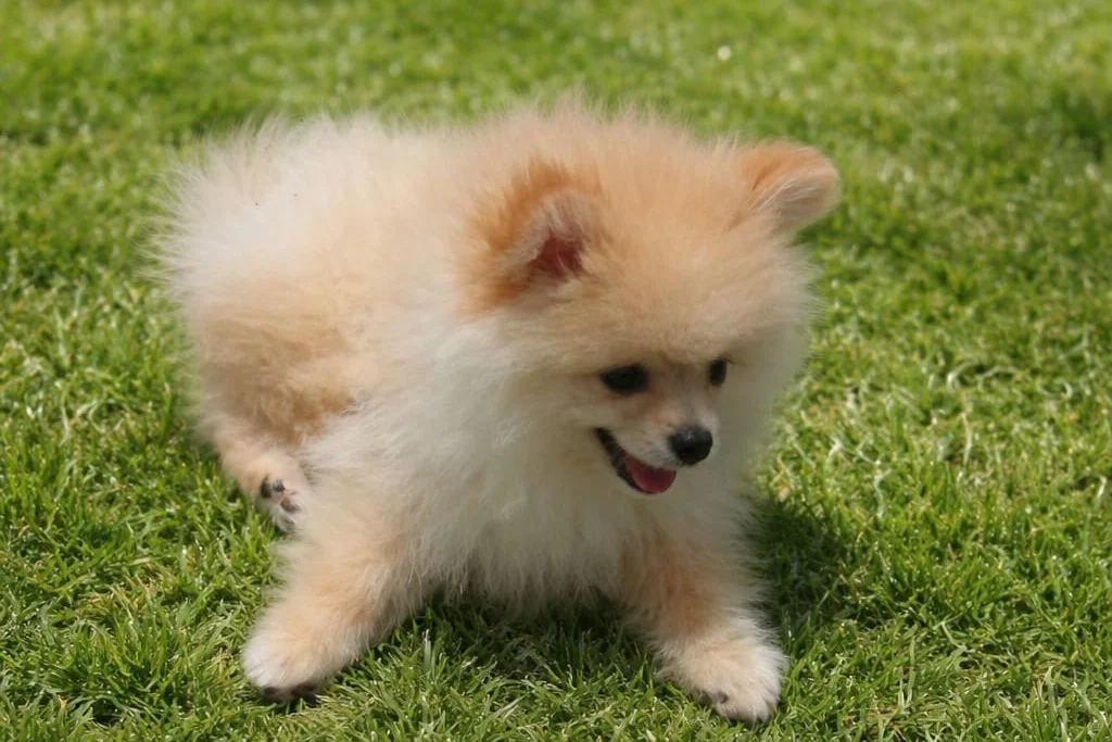 Pomerian boo 3 aylık 1