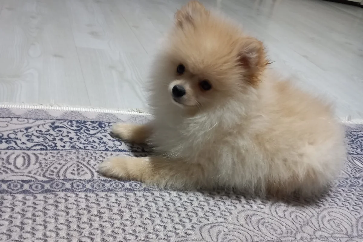 Pomerian boo 3 aylık 2