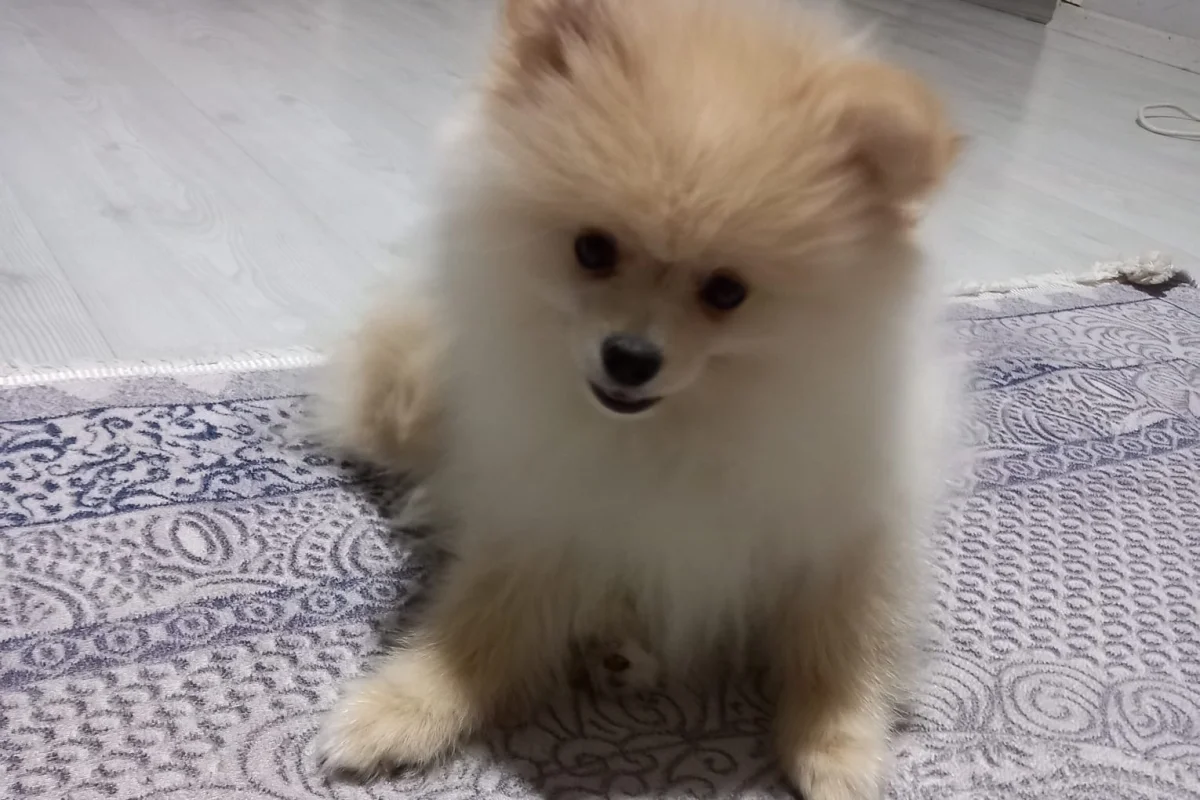 Pomerian boo 3 aylık 3
