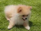 Pomerian boo 3 aylık